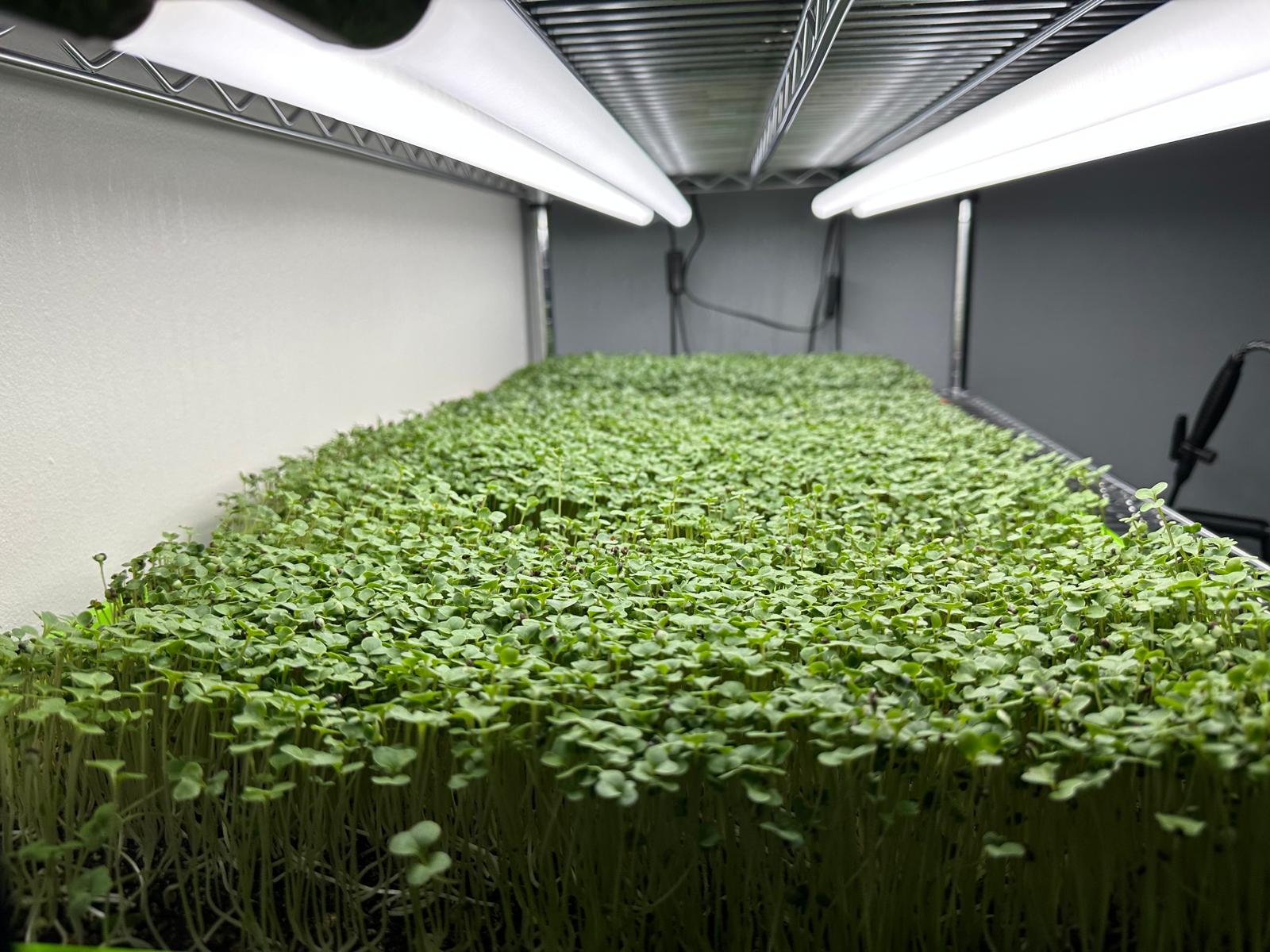 Fresh Microgreens